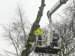 Tree Work