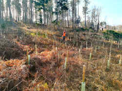 Clearing Saw Service